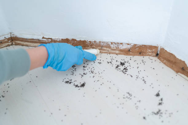Best Flea Control Services  in Bolivar, TN